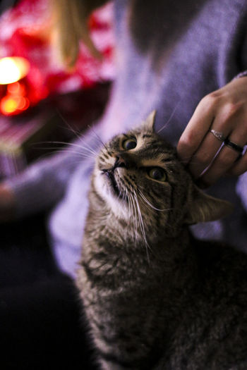 Cropped image of hand with cat