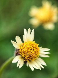 Close-up of white flower