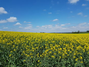 Yellow flowers growing in field