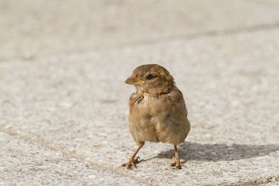 Close-up of sparrow on walkway