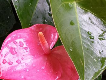 Close-up of pink flowers