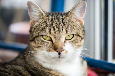 Close-up portrait of cat