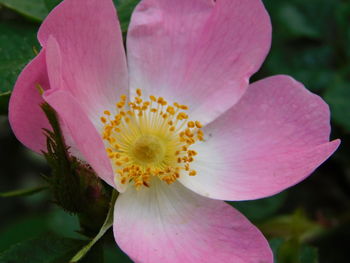 Close-up of pink flower