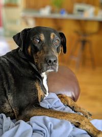 Close-up of dog looking away while sitting at home