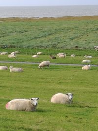Sheep grazing in pasture