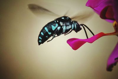 Close-up of butterfly on purple flower