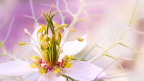 Close-up of flowers blooming outdoors