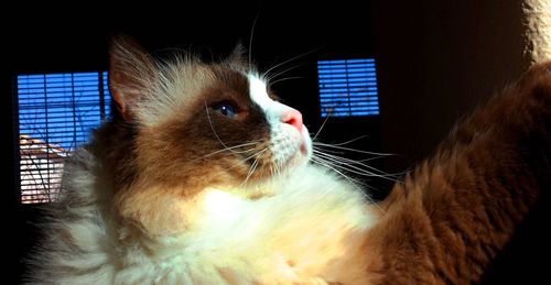 Close-up of ragdoll cat at home