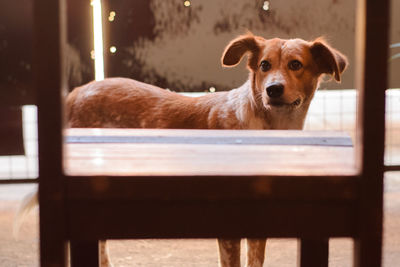 Portrait of dog relaxing on wood