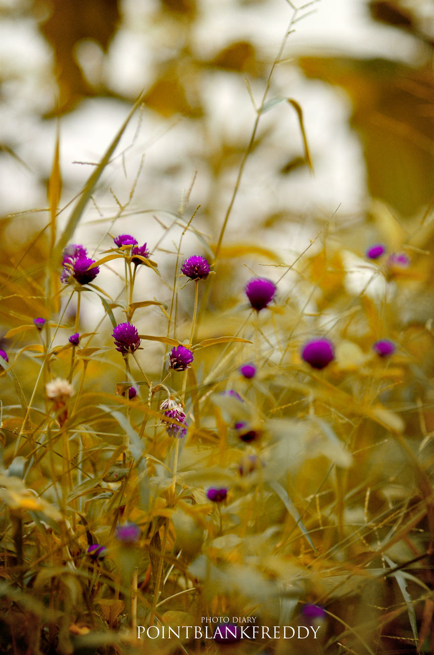 CLOSE-UP OF PURPLE FLOWERS IN FIELD
