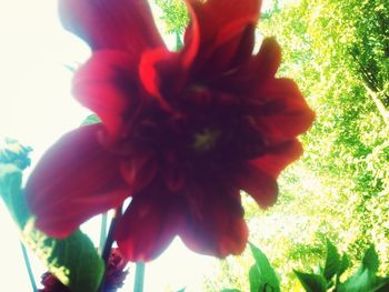 Close-up of pink flower blooming outdoors