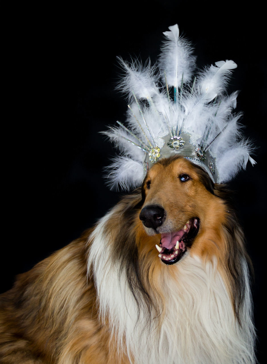 animal, animal themes, one animal, black background, mammal, pet, portrait, studio shot, domestic animals, animal body part, canine, dog, looking at camera, animal head, indoors, animal hair, no people, costume, looking, facial expression, feather, fun