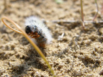 Close-up of insect on ground