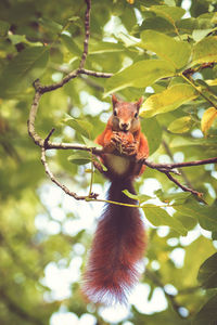 Low angle view of squirrel hanging on tree