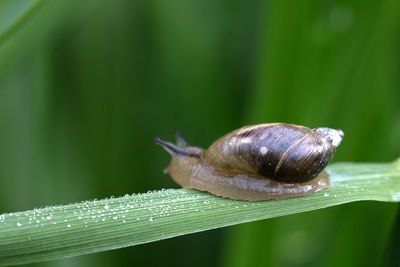 Close-up of snail on leaf