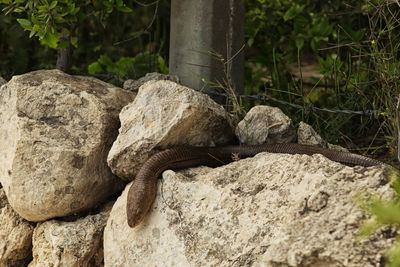 Close-up of snake