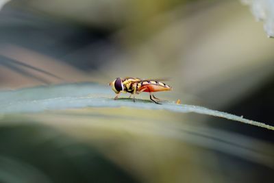 Close-up of fly