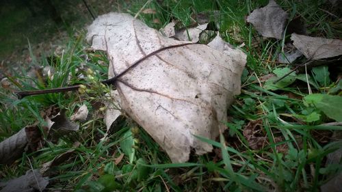 High angle view of plant growing in grass