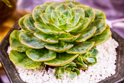 High angle view of succulent plant on table