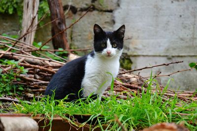 Portrait of a cat sitting on grass