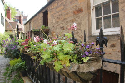 Potted plants outside building