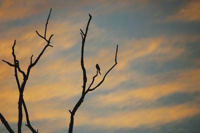 Low angle view of silhouette bare tree against orange sky