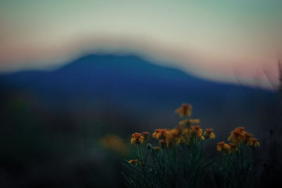 Close-up of flowers against sky