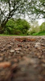 Surface level of road against trees