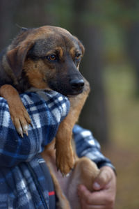 Midsection of person with dog