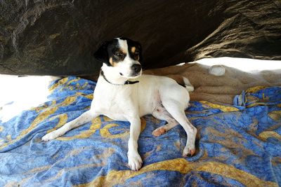 Close-up portrait of dog