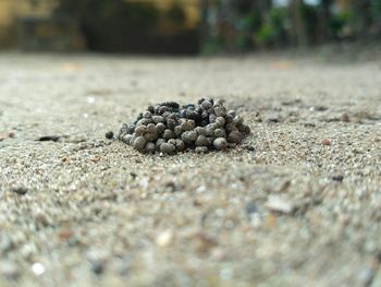 Close-up of crab on beach