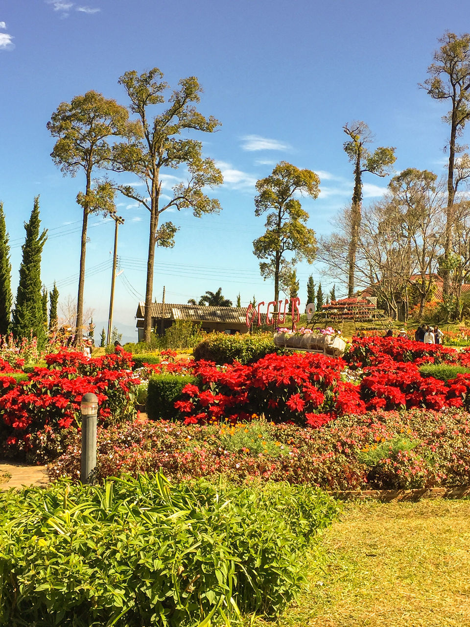 FLOWERING PLANTS IN GARDEN