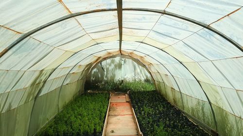 Corridor in greenhouse