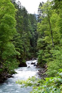 Stream flowing amidst trees in forest