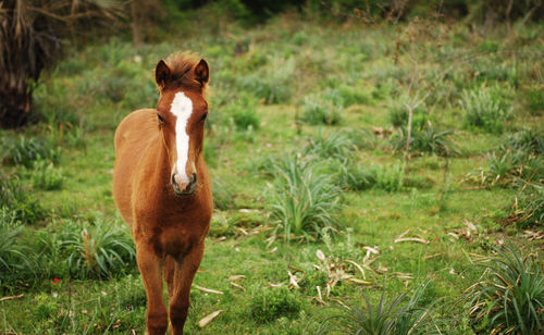 Horse standing on field