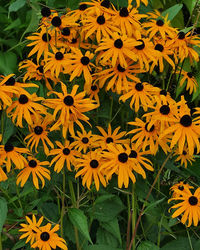 High angle view of yellow flowering plant