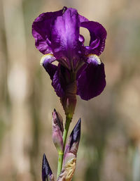 Close-up of purple iris