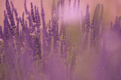 Lavenders blooming on field