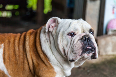 Close-up of a dog looking away