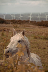 High view of horse horse pony eyes snout in haze fog foggy with windmills 