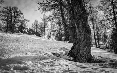 Trees growing on snow covered field