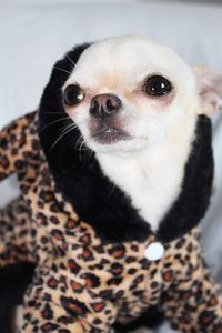 Cookie the chihuahua 