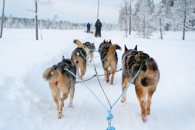 Dogs on snow covered field