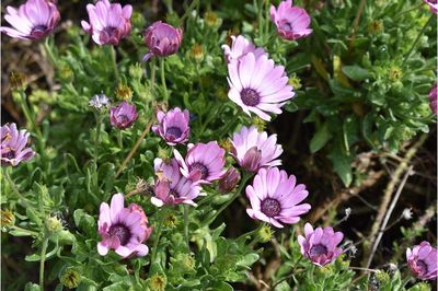 Close-up of purple flowers blooming outdoors