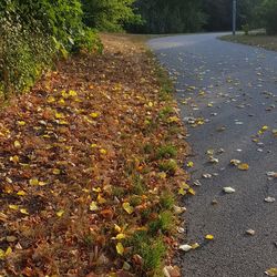 High angle view of autumn leaves on road