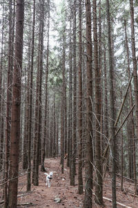 Dog in woodland