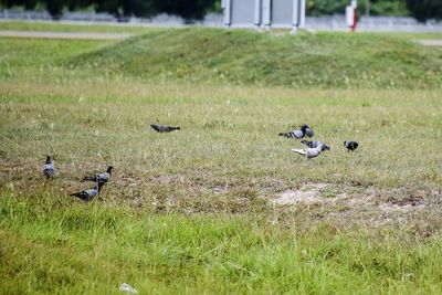 Birds in a field