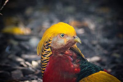 Close-up of bird