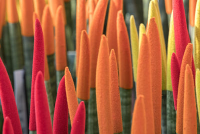 Colorful sansevieria cylindrica flower in the garden