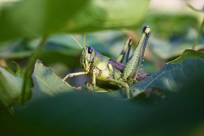 Close-up of grasshopper on leaf